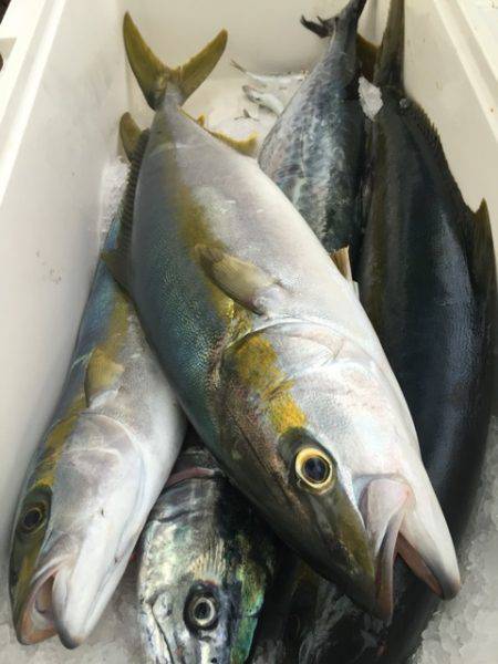 幸風（さちかぜ） 釣果