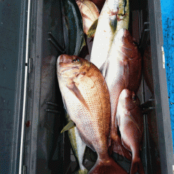 龍神丸(福井) 釣果