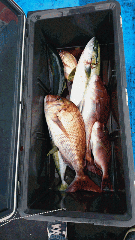 龍神丸（福井） 釣果