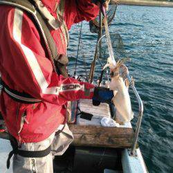 フィッシングガイド りょう 釣果