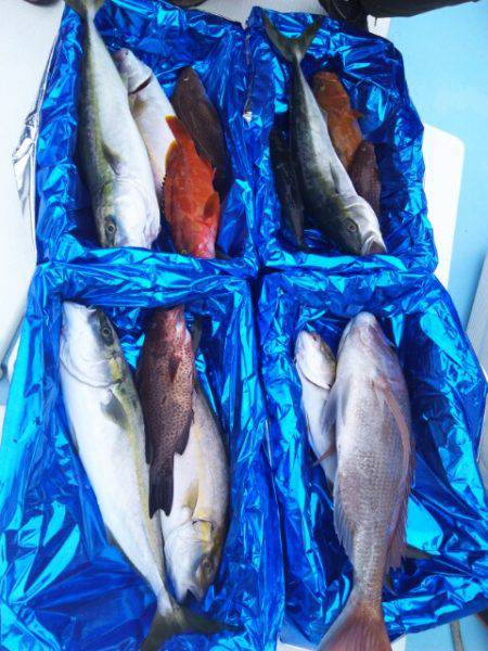 海晴丸 釣果