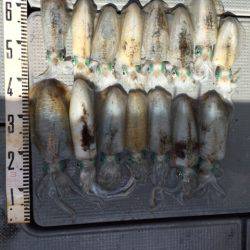 遊漁船高橋 釣果