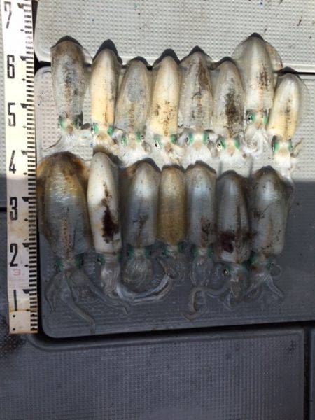 遊漁船高橋 釣果