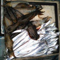 フィッシングガイド りょう 釣果