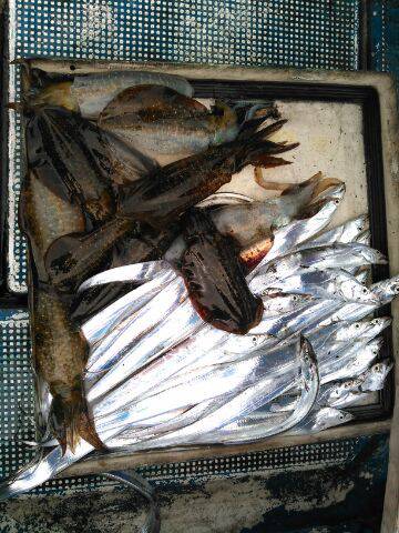 フィッシングガイド りょう 釣果