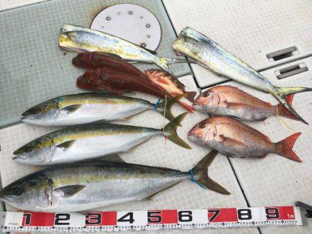 ふじしめ丸 釣果
