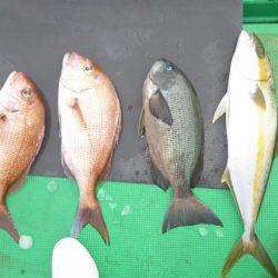 真祐丸 (しんゆうまる) 釣果