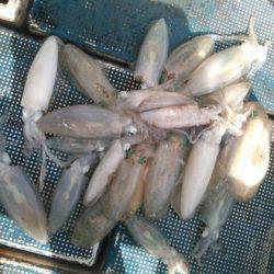 フィッシングガイド りょう 釣果