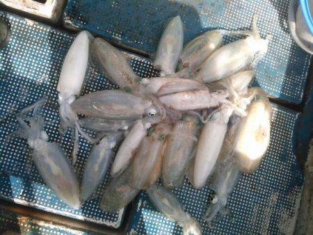 フィッシングガイド りょう 釣果