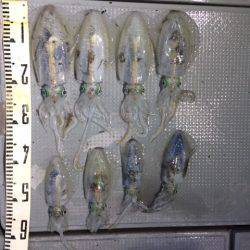 遊漁船高橋 釣果