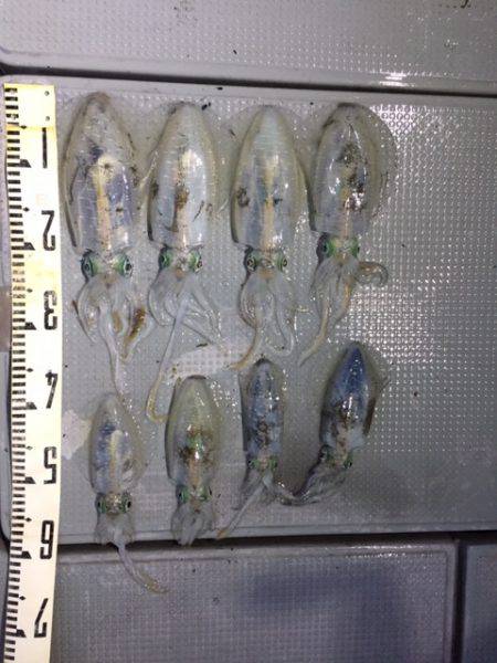 遊漁船高橋 釣果