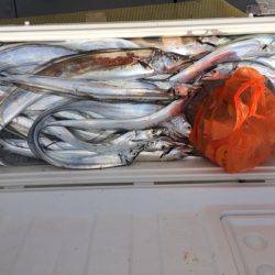 遊漁船高橋 釣果