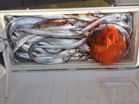 遊漁船高橋 釣果