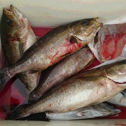 しば渡船 釣果