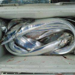 フィッシングガイド りょう 釣果