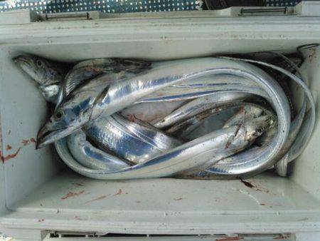 フィッシングガイド りょう 釣果