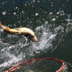 小菅トラウトガーデン 釣果