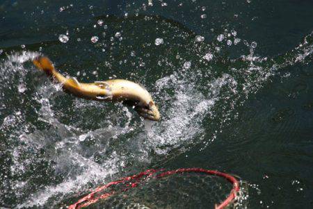 小菅トラウトガーデン 釣果