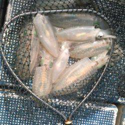 フィッシングガイド りょう 釣果