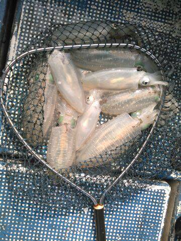 フィッシングガイド りょう 釣果