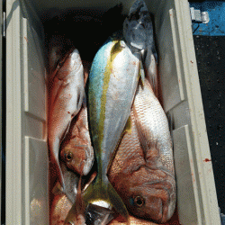 龍神丸(福井) 釣果