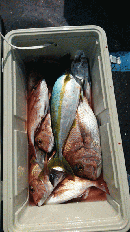 龍神丸（福井） 釣果