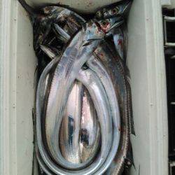 フィッシングガイド りょう 釣果