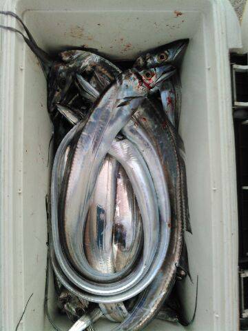 フィッシングガイド りょう 釣果