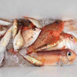 大進丸（新潟） 釣果