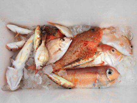 大進丸（新潟） 釣果