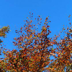 小菅トラウトガーデン 釣果