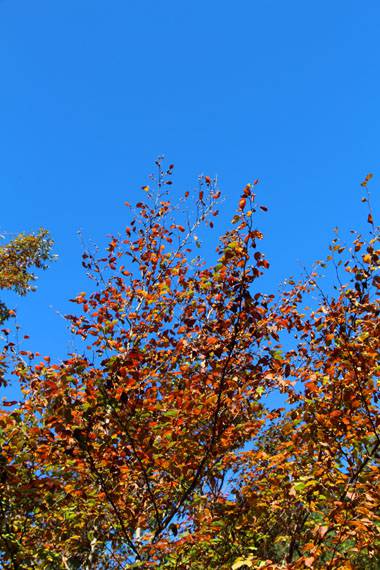 小菅トラウトガーデン 釣果