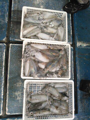 フィッシングガイド りょう 釣果