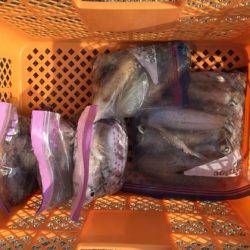 遊漁船高橋 釣果