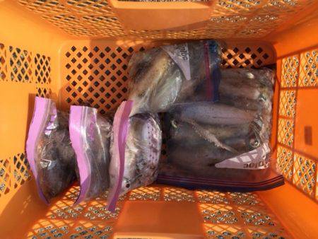 遊漁船高橋 釣果