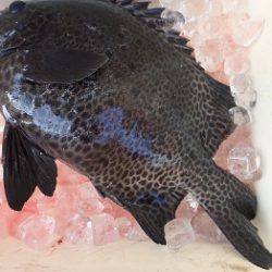 フィッシングハウス伊藤 釣果