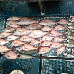 フィッシングガイド りょう 釣果