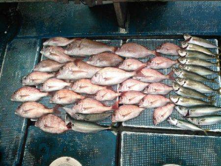 フィッシングガイド りょう 釣果