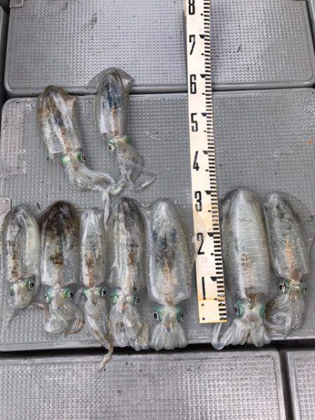 遊漁船高橋 釣果