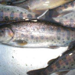 高萩ふれあいの里フィッシングエリア 釣果