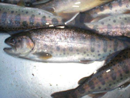 高萩ふれあいの里フィッシングエリア 釣果