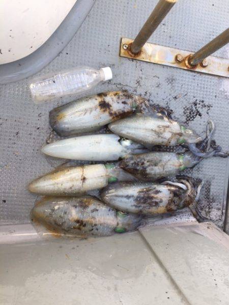 遊漁船高橋 釣果