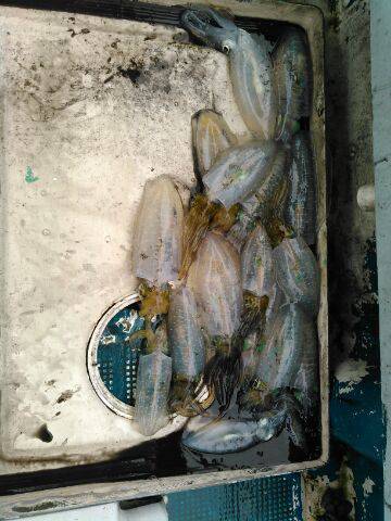 フィッシングガイド りょう 釣果