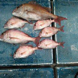 フィッシングガイド りょう 釣果