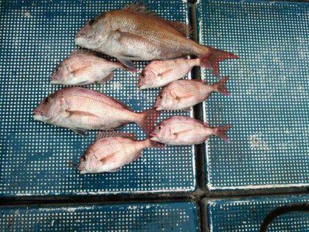 フィッシングガイド りょう 釣果