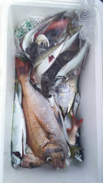 海晴丸 釣果