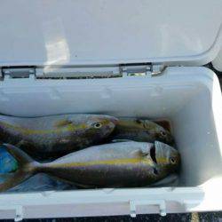 遊漁船 新鋭丸 釣果