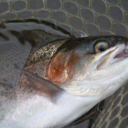 小菅トラウトガーデン 釣果