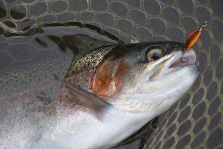 小菅トラウトガーデン 釣果