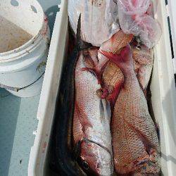 遊漁船ブルーウッズ 釣果